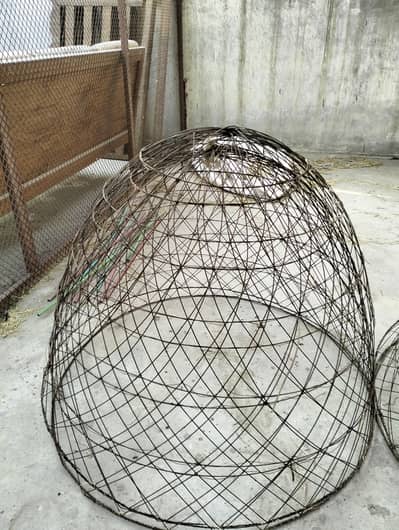 Aseel Tokra available