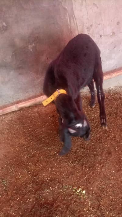 black betal bkra final 95000