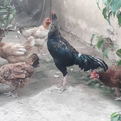 aseel murga & 3 dasi egg lying murgi mishri all fit . only going fsd