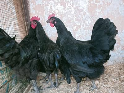 Australorp Eglyig cluch 06 piece 4 female 2 male