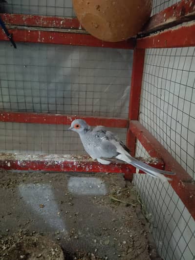 diamond dove Free