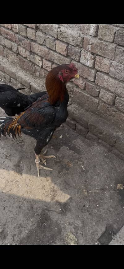 Pure black shamo female lakha male rprice for sale pure cargo avl