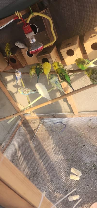 Hogoromo double flower