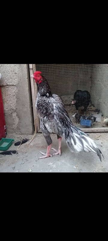 Aseel beauty for sale