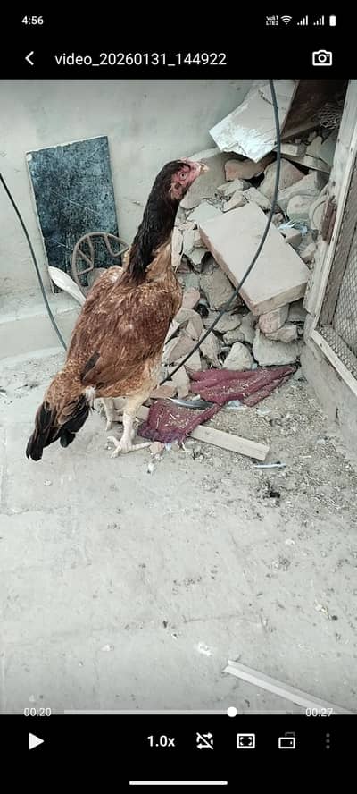 Old bloodline breeder Maadi