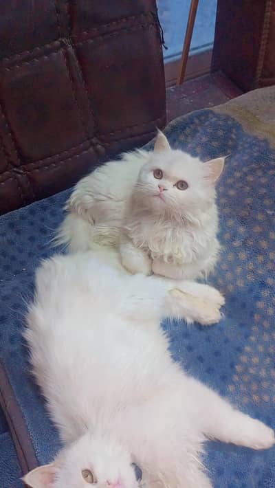 Female white kitten