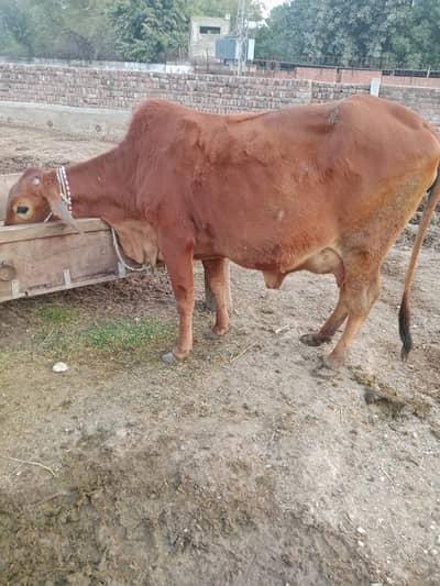 sahiwal cholistan cross cow / گائے / sahiwal cross Cow for sale