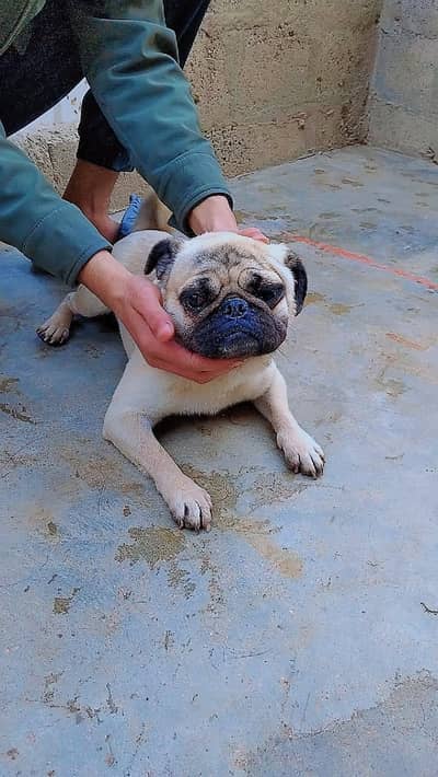 Pug|Pug Dog|Black Pug|Fawn Pug|Pure Breed Pug|Pug Pair|Puppies|Dog