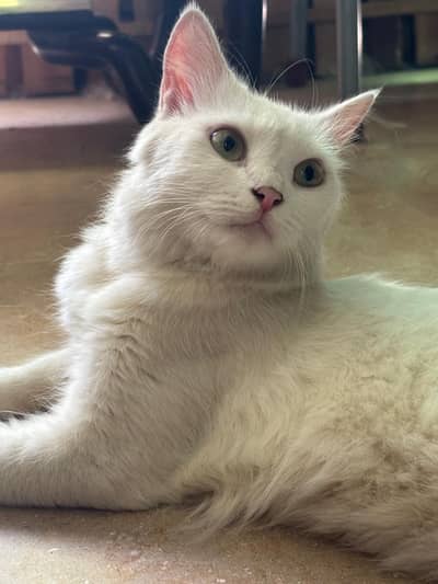 Beautiful White Angora-Type Female Cat – Vaccinated – Lahore