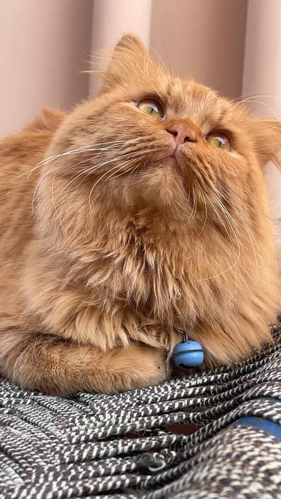 Pure Persian Ginger Male Cat - Calm, Loving, & Fully Trained