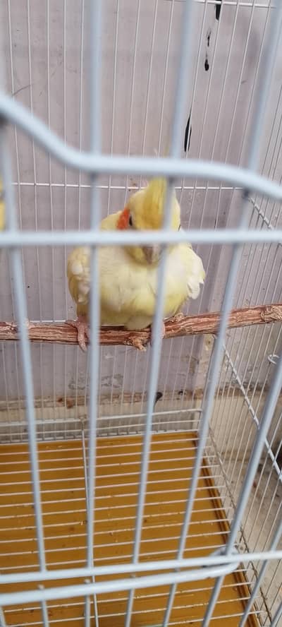 female cockatiel