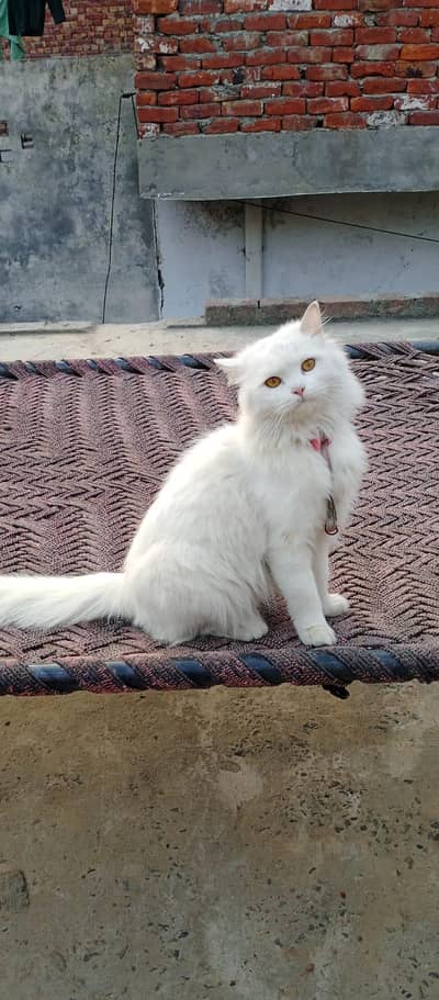 Persian female