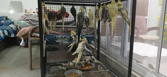 Cockatiels For Sale!