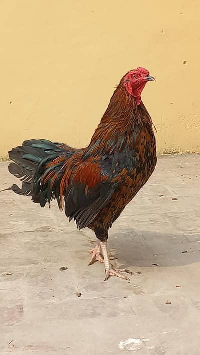 Rooster murgha sussex fancy