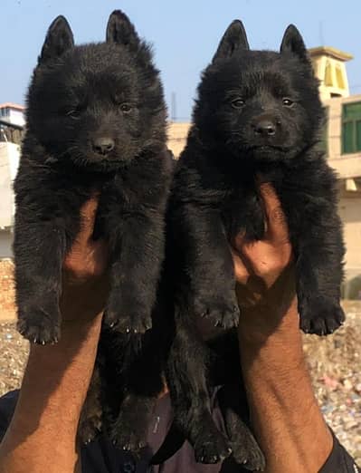 black German Shepherd long coat pair for sale