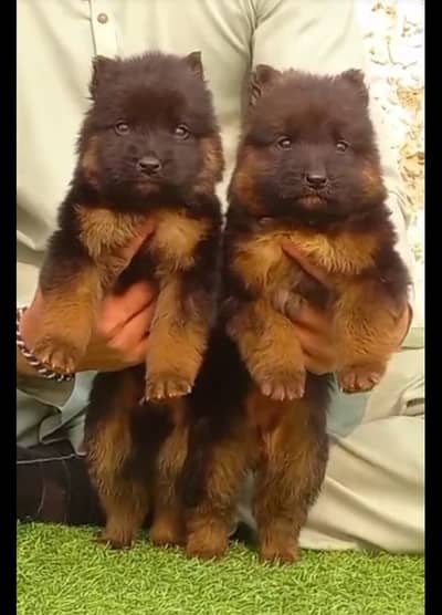 German Shepherd puppies | Gsd | Dog |German Shepherd double coat puppy