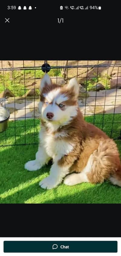 Siberian husky puppy