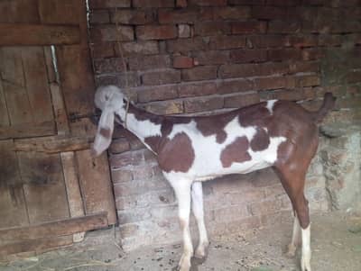 Ablak beetal kheeri path for sale