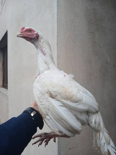 aseel heera pair 7 month