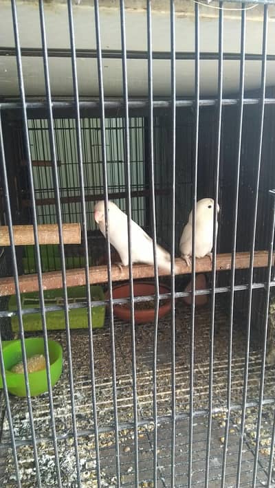 Albino Black Eye Breeder Pairs