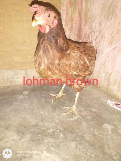 desi or lohman egg laying