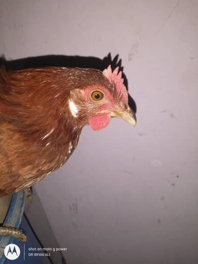 desi or lohman egg laying