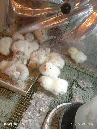 paper white Heera chicks for sale