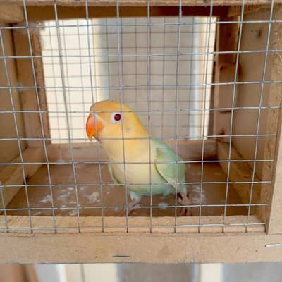 Beautiful Opaline Pale Fallow Birds for Sale