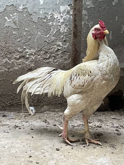 Aseel Murgha mianwali