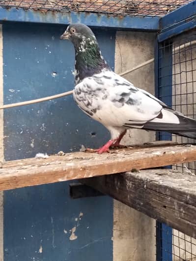 Teddy pigeon | کبوتر | Kabotar | pigeon Sale