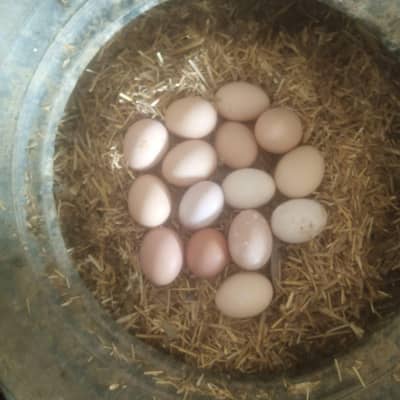 Fresh Desi Eggs – Bulk Supply Available
