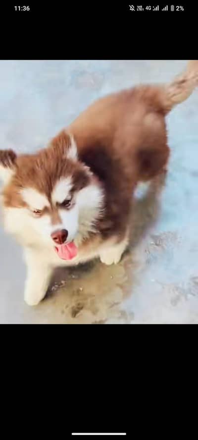 Siberian husky puppies