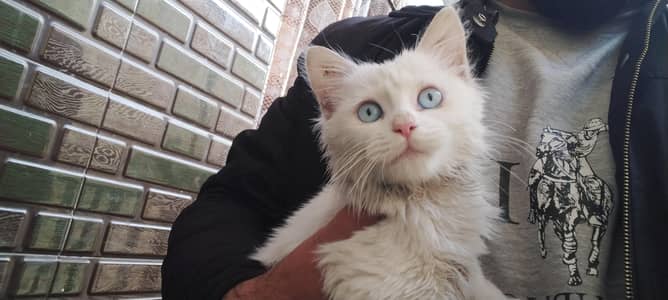 Blue Eyes White Kitten