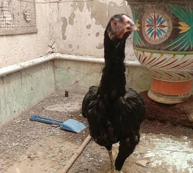 Aseel lasani black female for sale