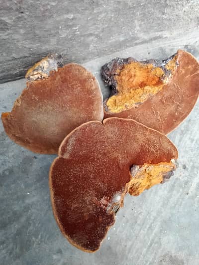 ganoderma applanatum