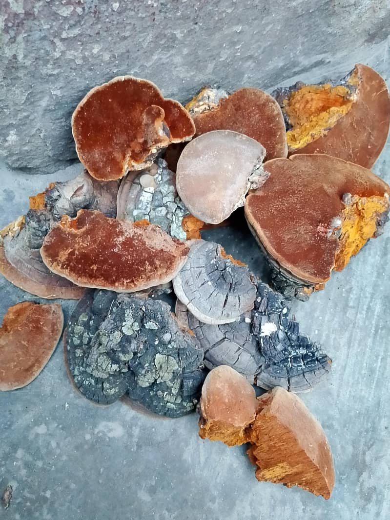 ganoderma applanatum 1
