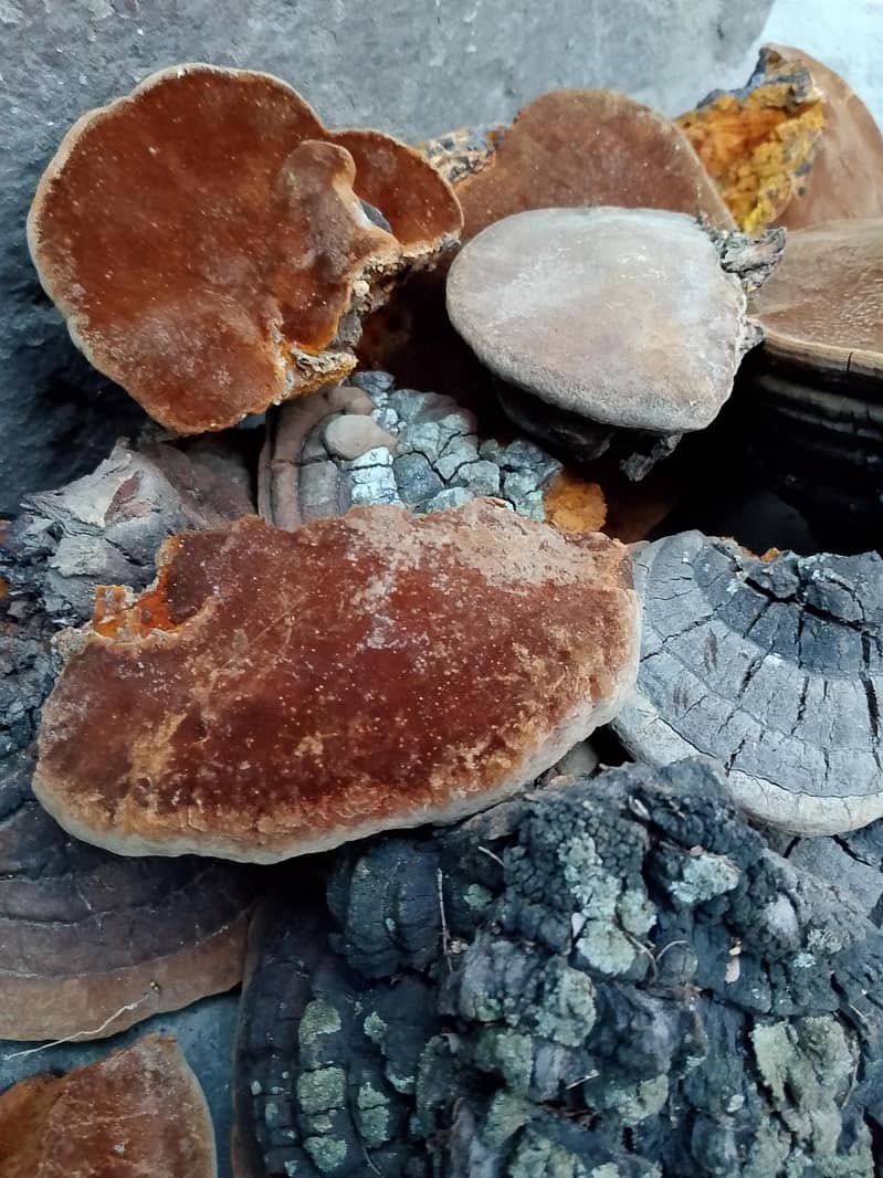 ganoderma applanatum 2
