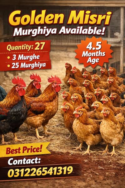 Golden misri Murghiya