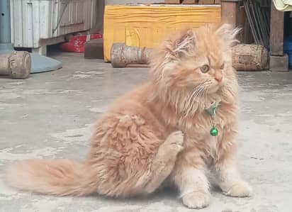 Persian female cat