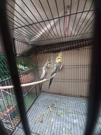 Grey Cocktiel pair for sale. Cage also available.
