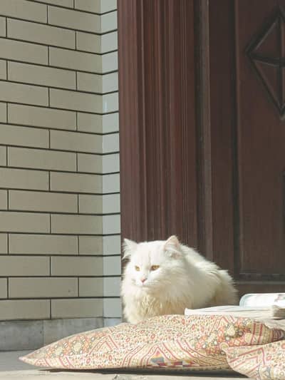 white Persian male cat