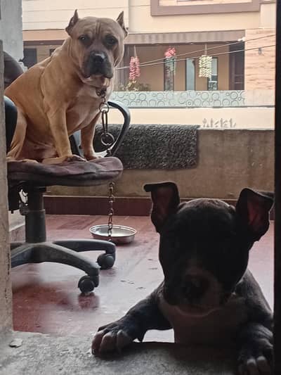 American pittbull male