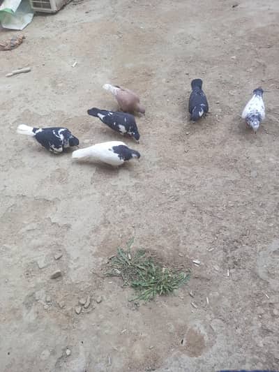 Pigeons gola house breed