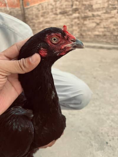 Aseel jageeri female for sell