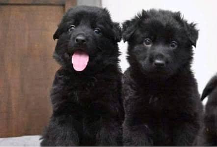 German Shepherd long coat show quality puppies