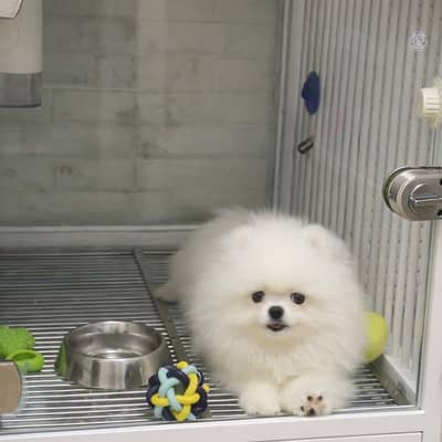 Pomeranian puppy dog for sale Call My WhatsApp 0341/2721/593