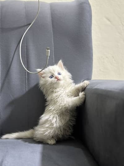 Persian kitten blue eyes