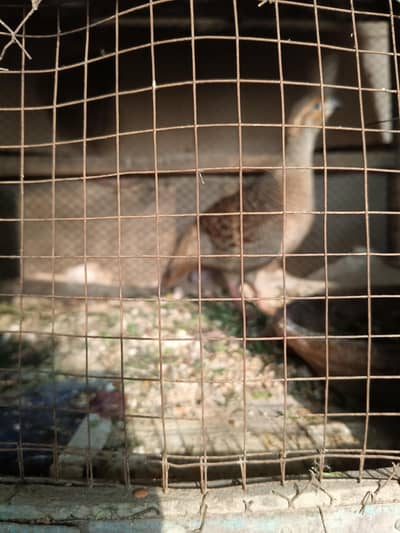 TETTAR PAIR available full healthy and beautiful pair pathy l