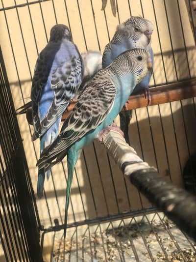 Australian Parrot Young Chicks for Sale 