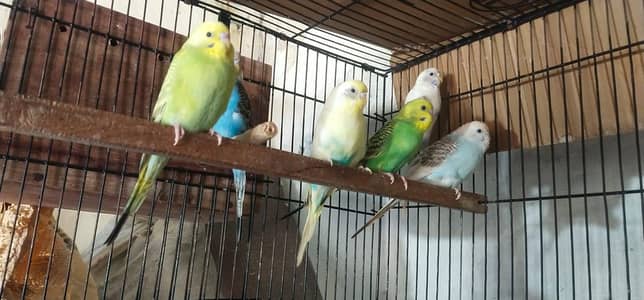 Home breedar pair aur pathy jis NY lyny rabta kry